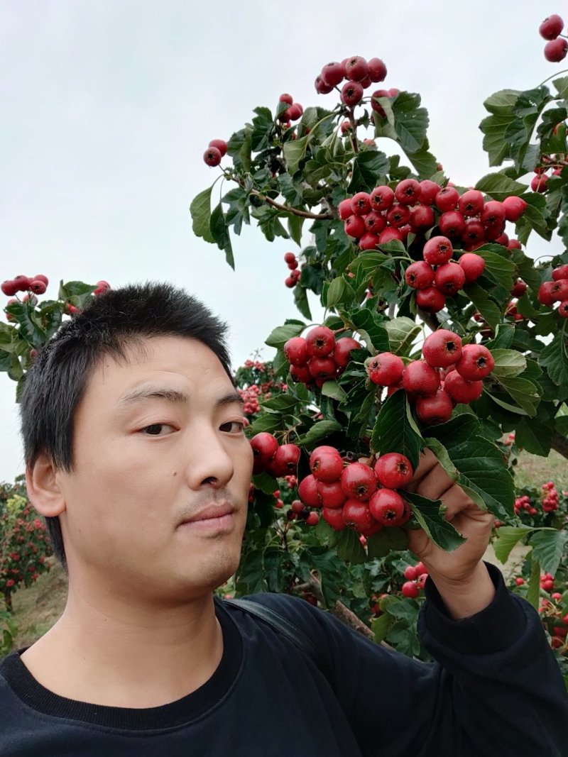 陕西山楂果，大棉球大量上市中，欢迎各大团队前来产地采购！