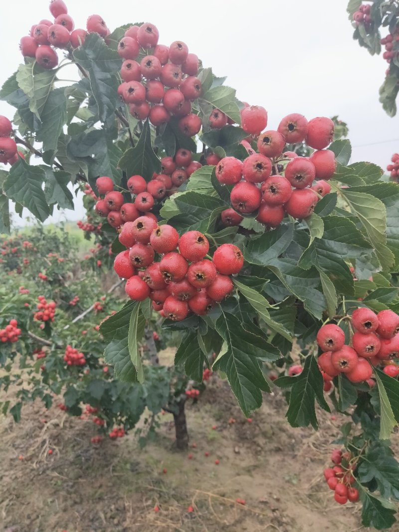 陕西山楂果，大棉球大量上市中，欢迎各大团队前来产地采购！