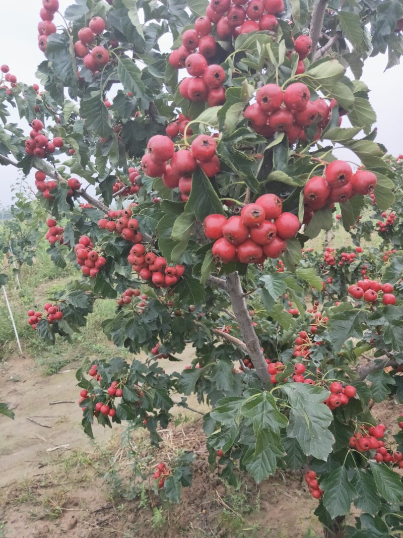 陕西山楂果，大棉球大量上市中，欢迎各大团队前来产地采购！