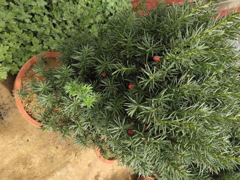红豆杉树苗红豆杉树南方红豆杉树苗包邮！