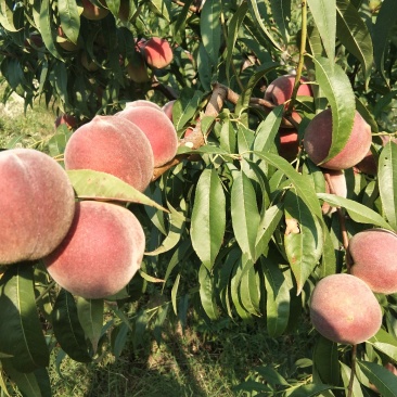青州高山蜜桃已大量上市