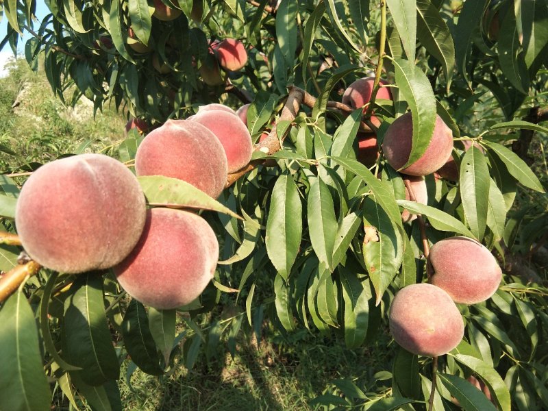 青州高山蜜桃已大量上市
