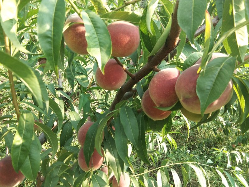 青州高山蜜桃已大量上市