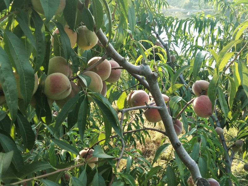 青州高山蜜桃已大量上市