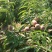 青州高山蜜桃已大量上市