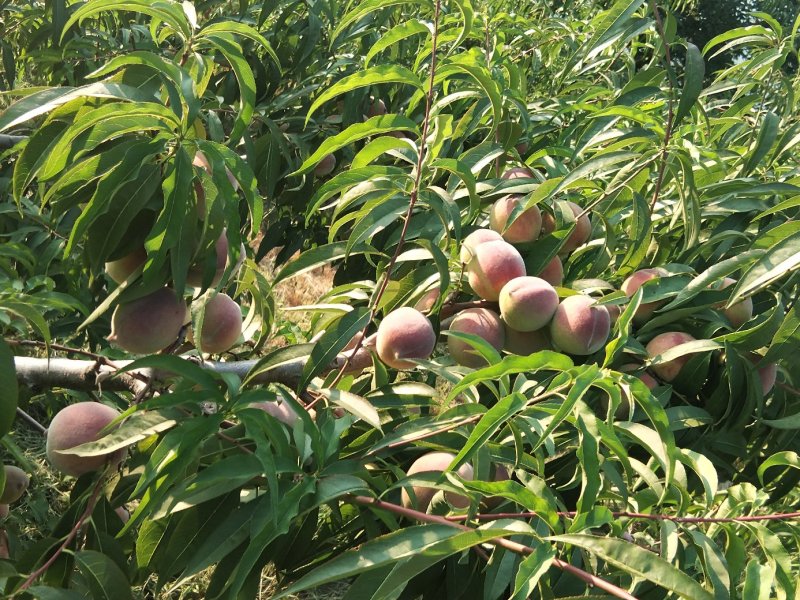 青州高山蜜桃已大量上市