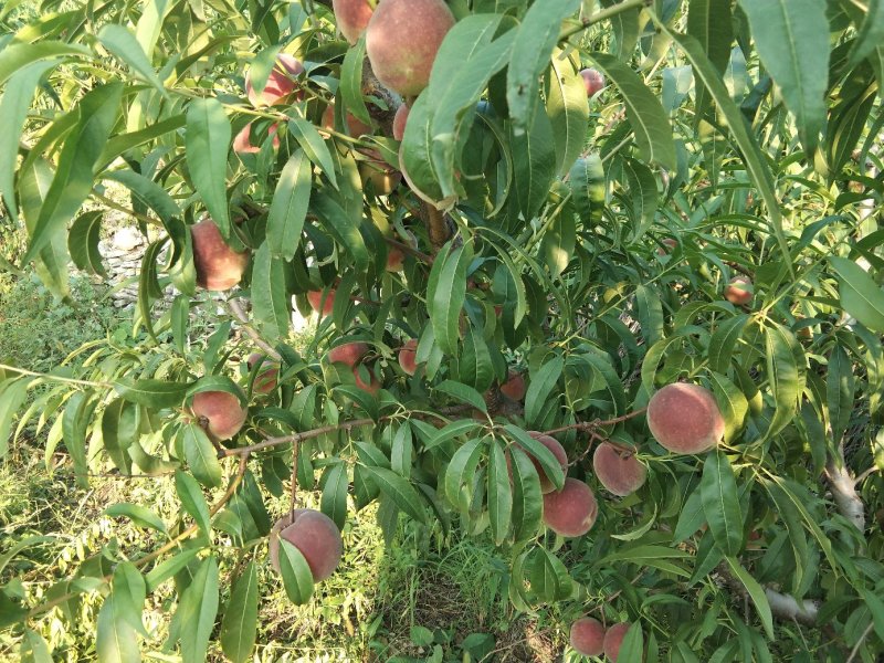 青州高山蜜桃已大量上市