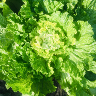 高桩大白菜