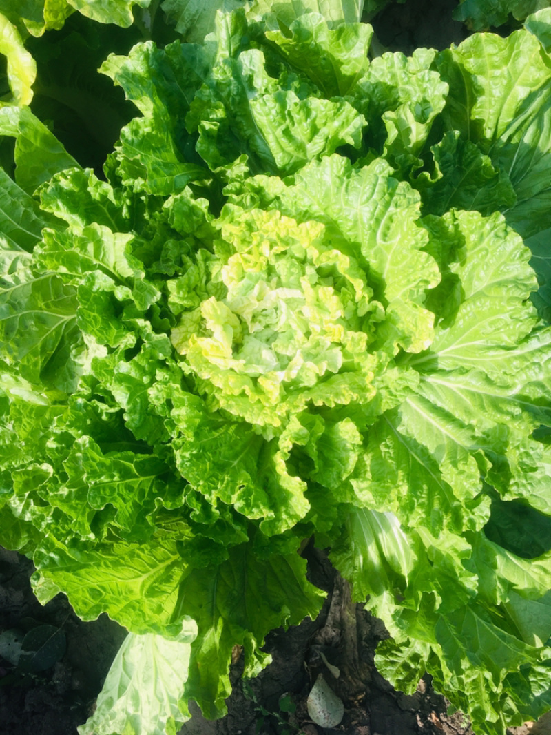 高桩大白菜