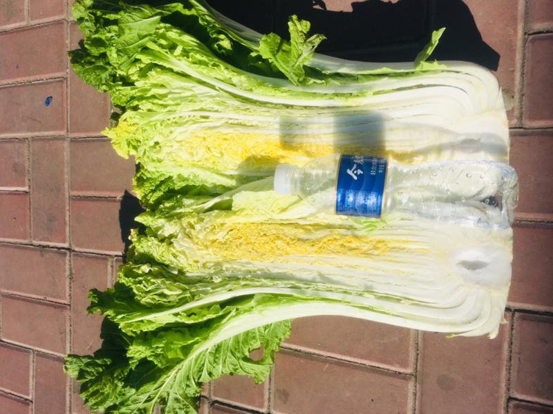 高桩大白菜