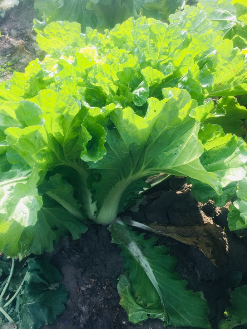 高桩大白菜