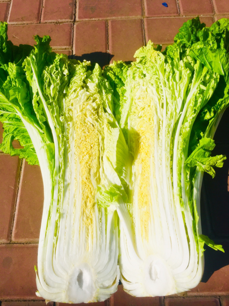 高桩大白菜