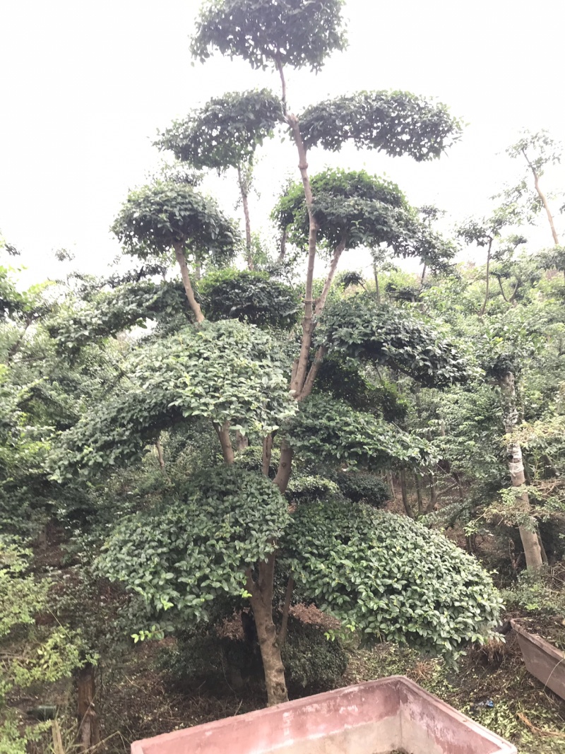 小叶女贞对接白腊黑松油松榆树三角枫五角枫红花继木造型树