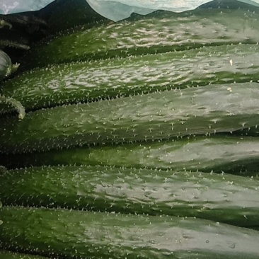 黄瓜，茄子，黄皮辣椒，太空椒，长豆角，云豆