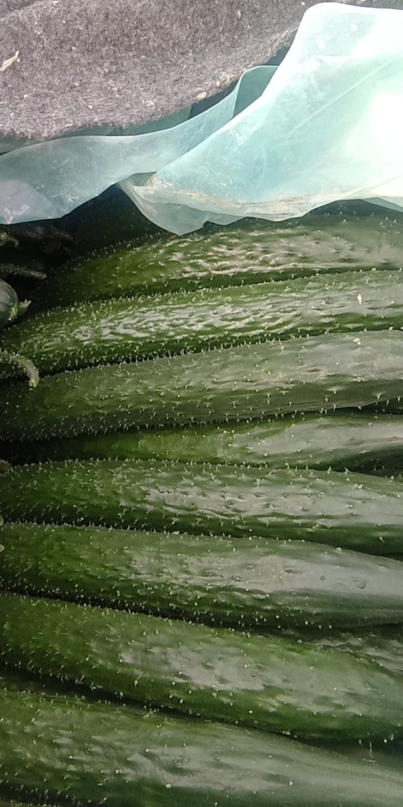 黄瓜，茄子，黄皮辣椒，太空椒，长豆角，云豆