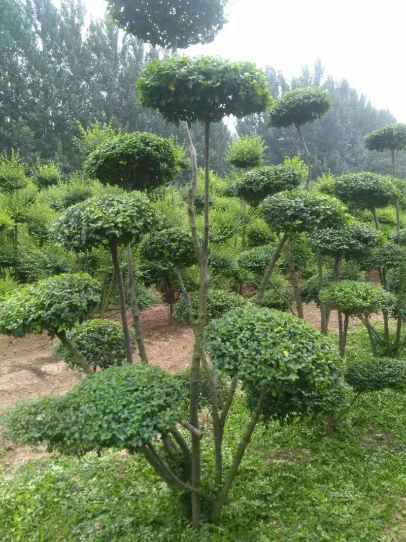 小叶女贞造型
