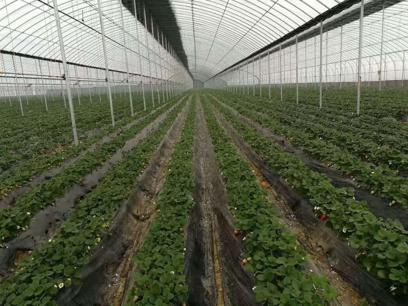 宁玉草莓苗，量大从优泰安草莓苗基地脱毒基地直发
