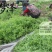 云梦泽湖北特产新鲜泥蒿芦蒿黎蒿篱蒿泥耗黎耗