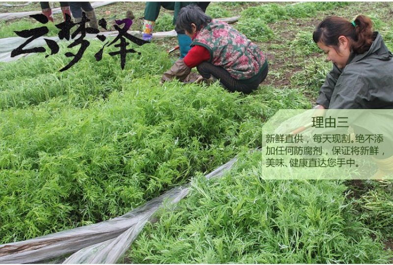 云梦泽湖北特产新鲜泥蒿芦蒿黎蒿篱蒿泥耗黎耗