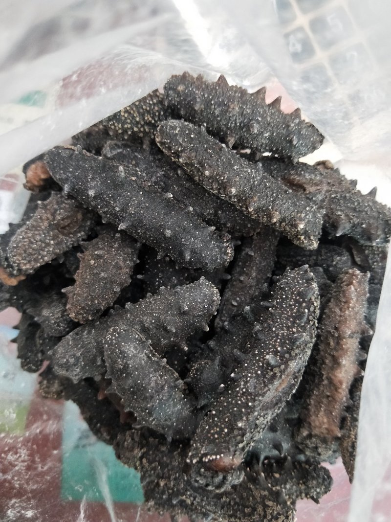 海参