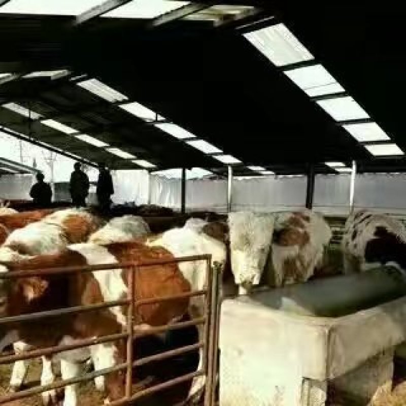 出售肉牛犊黄牛西门塔尔牛