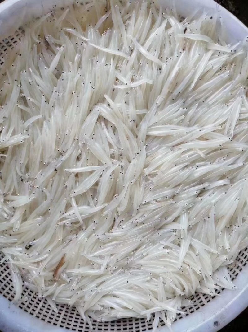 银鱼