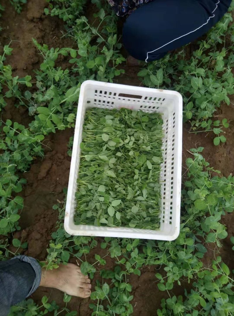 豌豆苗地栽苗