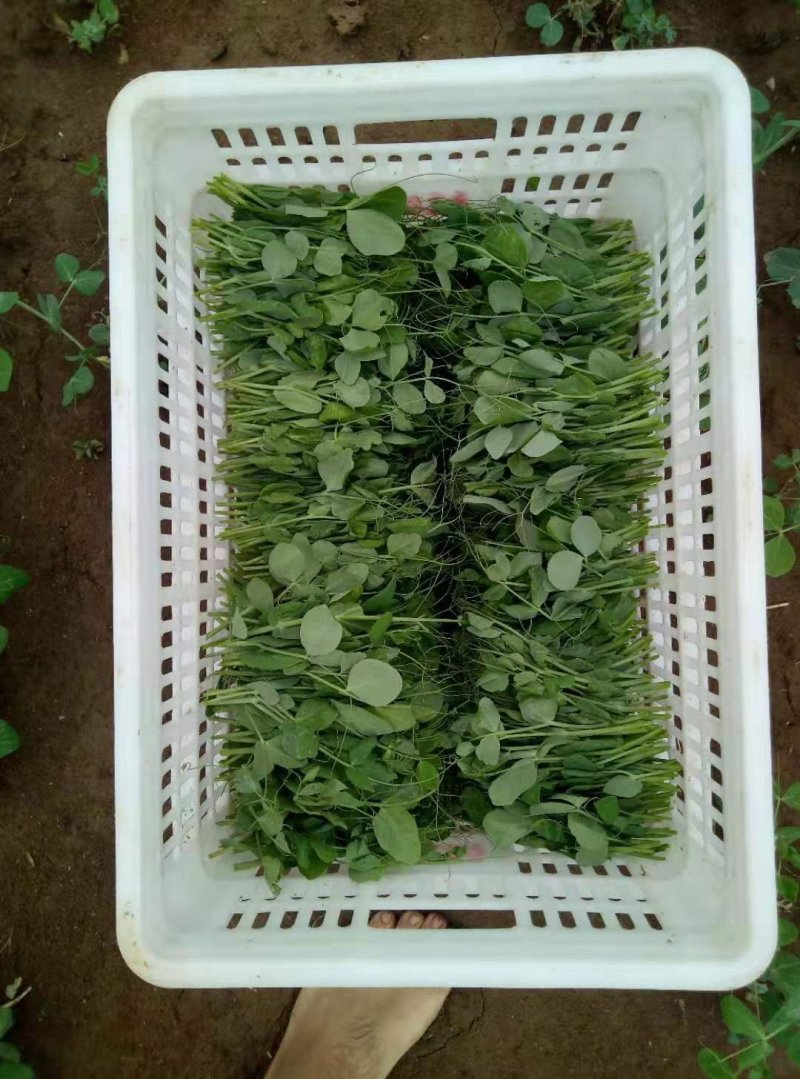 豌豆苗地栽苗