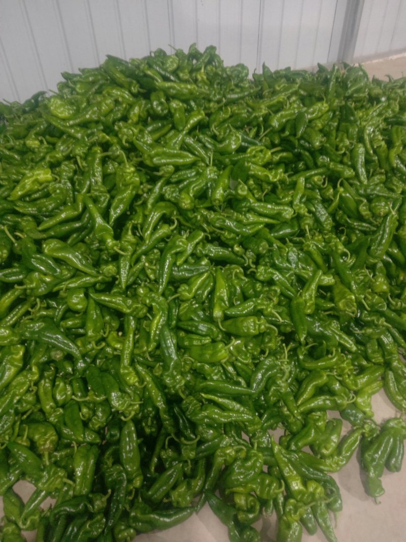 【泡椒现货】辣椒陕西鲜辣椒泡椒产地直供质量保证可视频看货