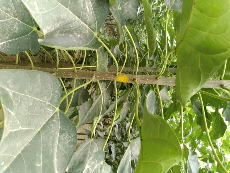 楸树供应各种规格秋树河南楸树基地～速生楸树苗子
