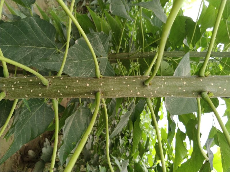 楸树供应各种规格秋树河南楸树基地～速生楸树苗子