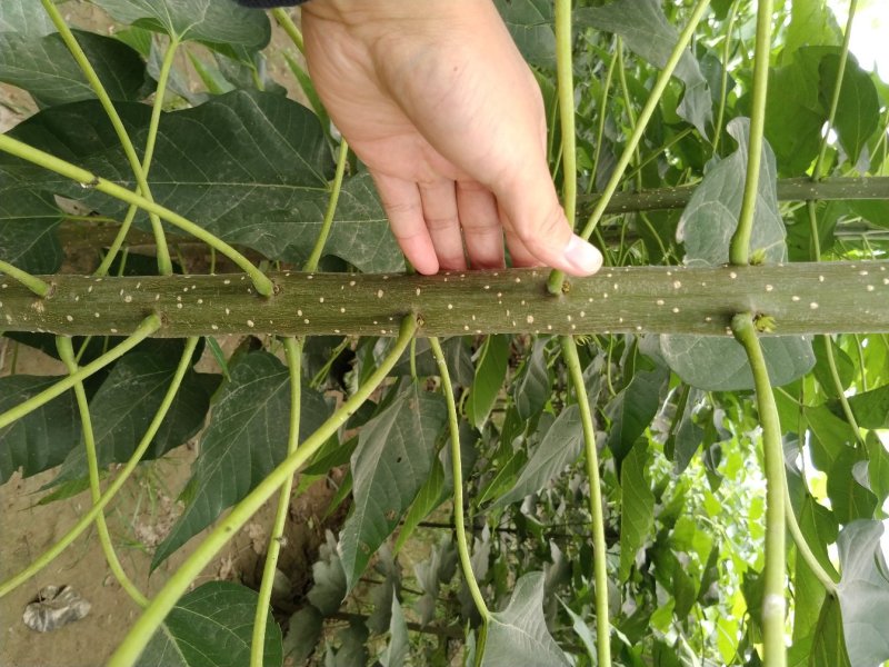 楸树供应各种规格秋树河南楸树基地～速生楸树苗子