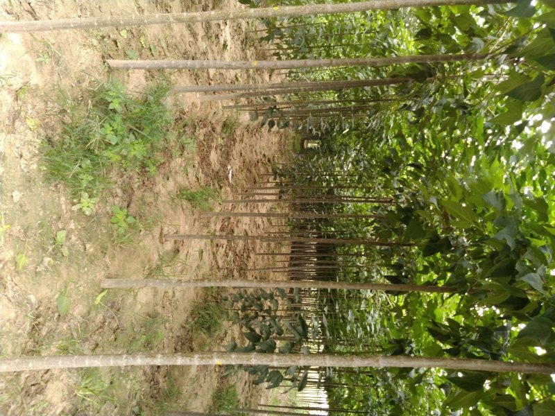 楸树供应各种规格秋树河南楸树基地～速生楸树苗子