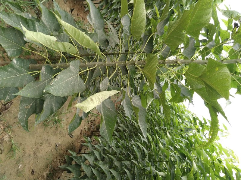 楸树供应各种规格秋树河南楸树基地～速生楸树苗子