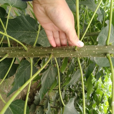 楸树苗子大量出售各种规格速生楸树河南周口楸树基地