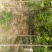 楸树苗子大量出售各种规格速生楸树河南周口楸树基地