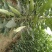 楸树苗子大量出售各种规格速生楸树河南周口楸树基地