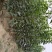 楸树苗子大量出售各种规格速生楸树河南周口楸树基地