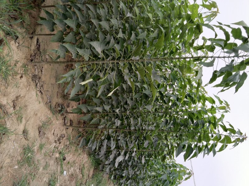 楸树苗子大量出售各种规格速生楸树河南周口楸树基地