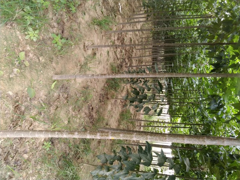 楸树苗子大量出售各种规格速生楸树河南周口楸树基地