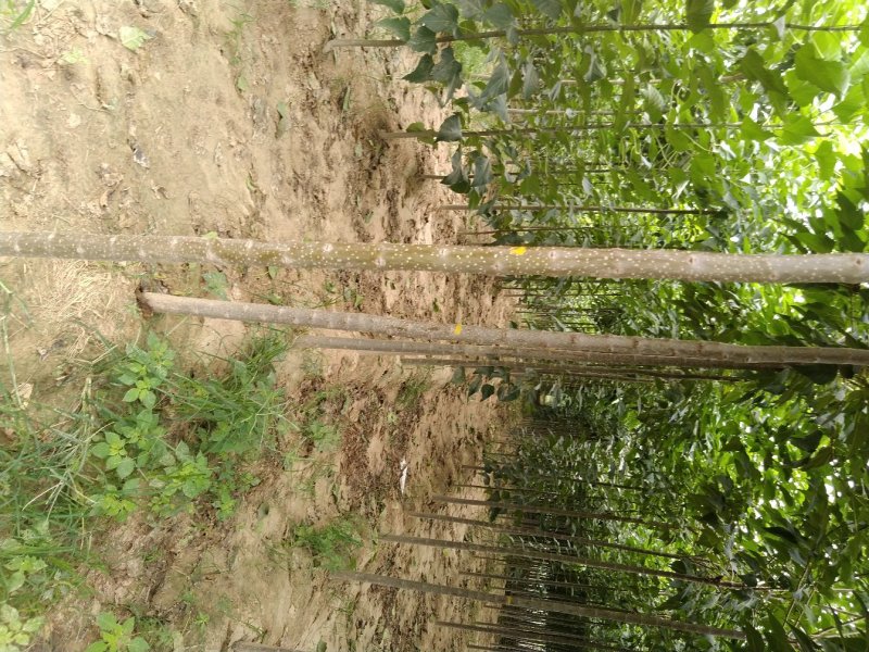 楸树苗子大量出售各种规格速生楸树河南周口楸树基地