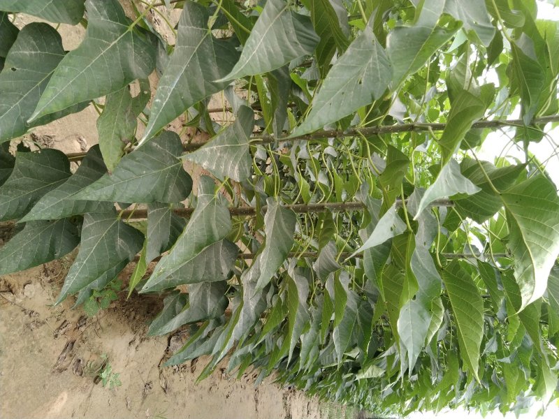 楸树苗子大量出售各种规格速生楸树河南周口楸树基地
