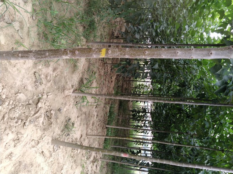 楸树苗子大量出售各种规格速生楸树河南周口楸树基地