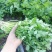 香菜