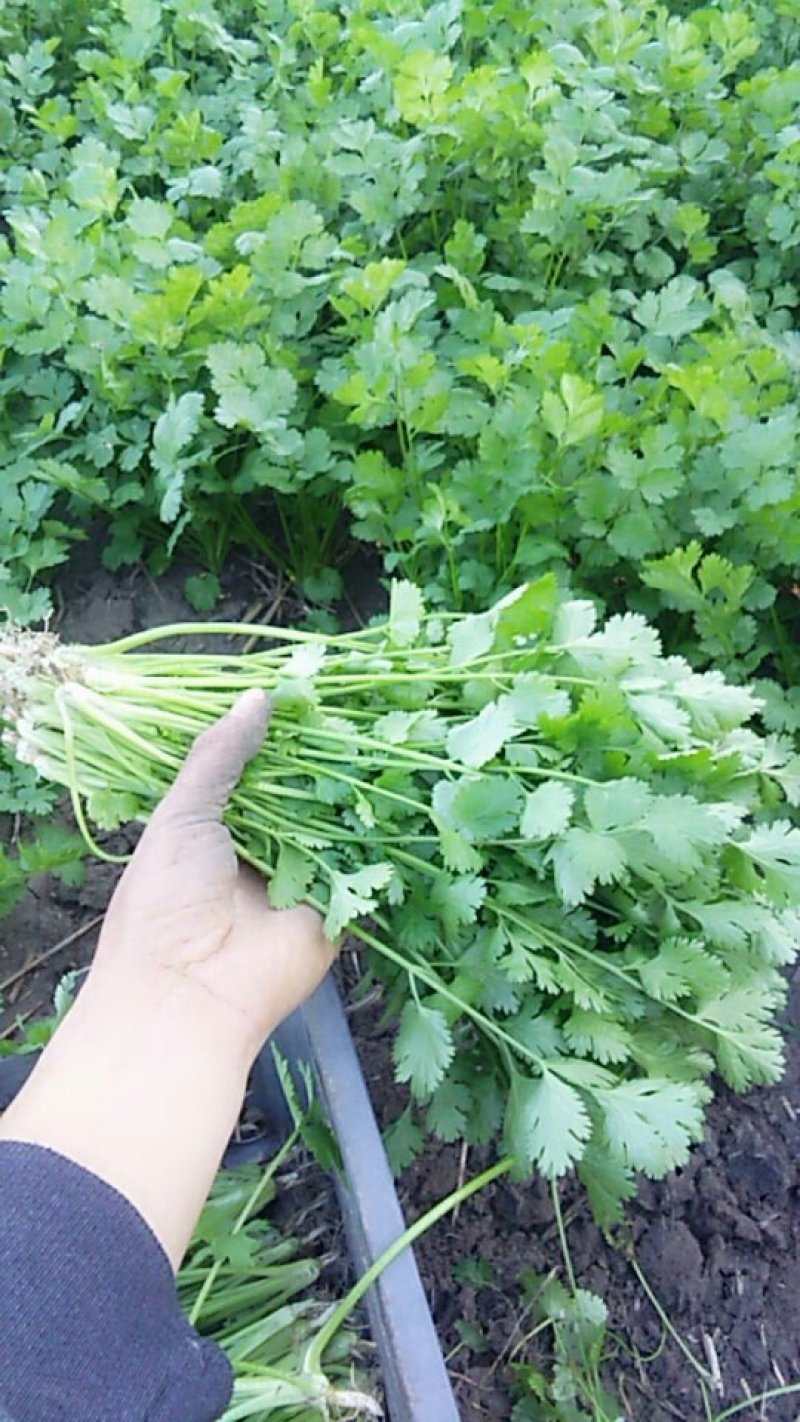 香菜