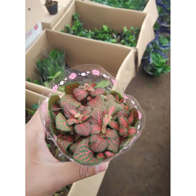 森林火焰网纹草水培植物办公室盆栽微景观背景植物红白网纹草