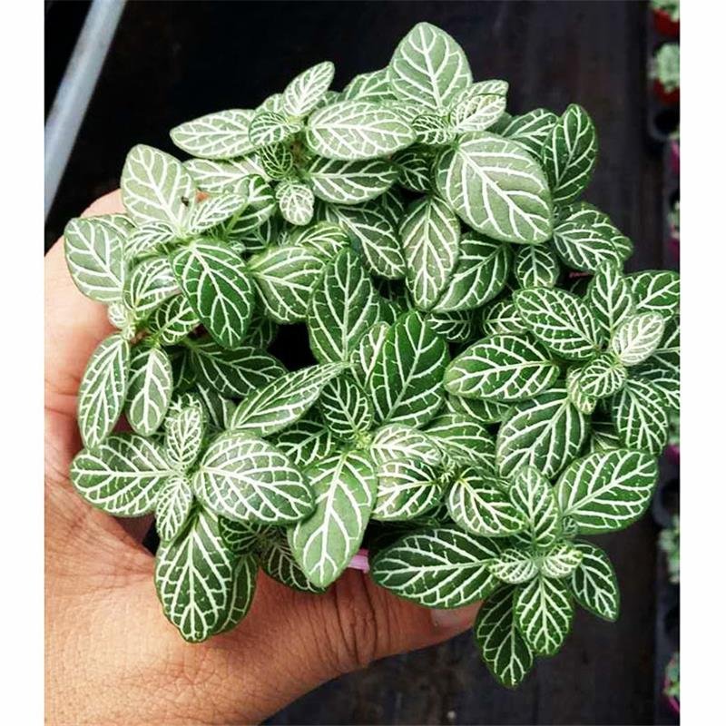 森林火焰网纹草水培植物办公室盆栽微景观背景植物红白网纹草