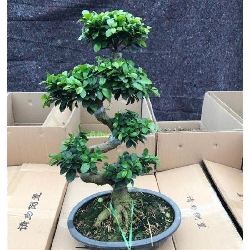 大型榕树盆景盆栽S弯型室内净化空气观茎树桩造型独特绿植花