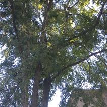 百年皂角树
