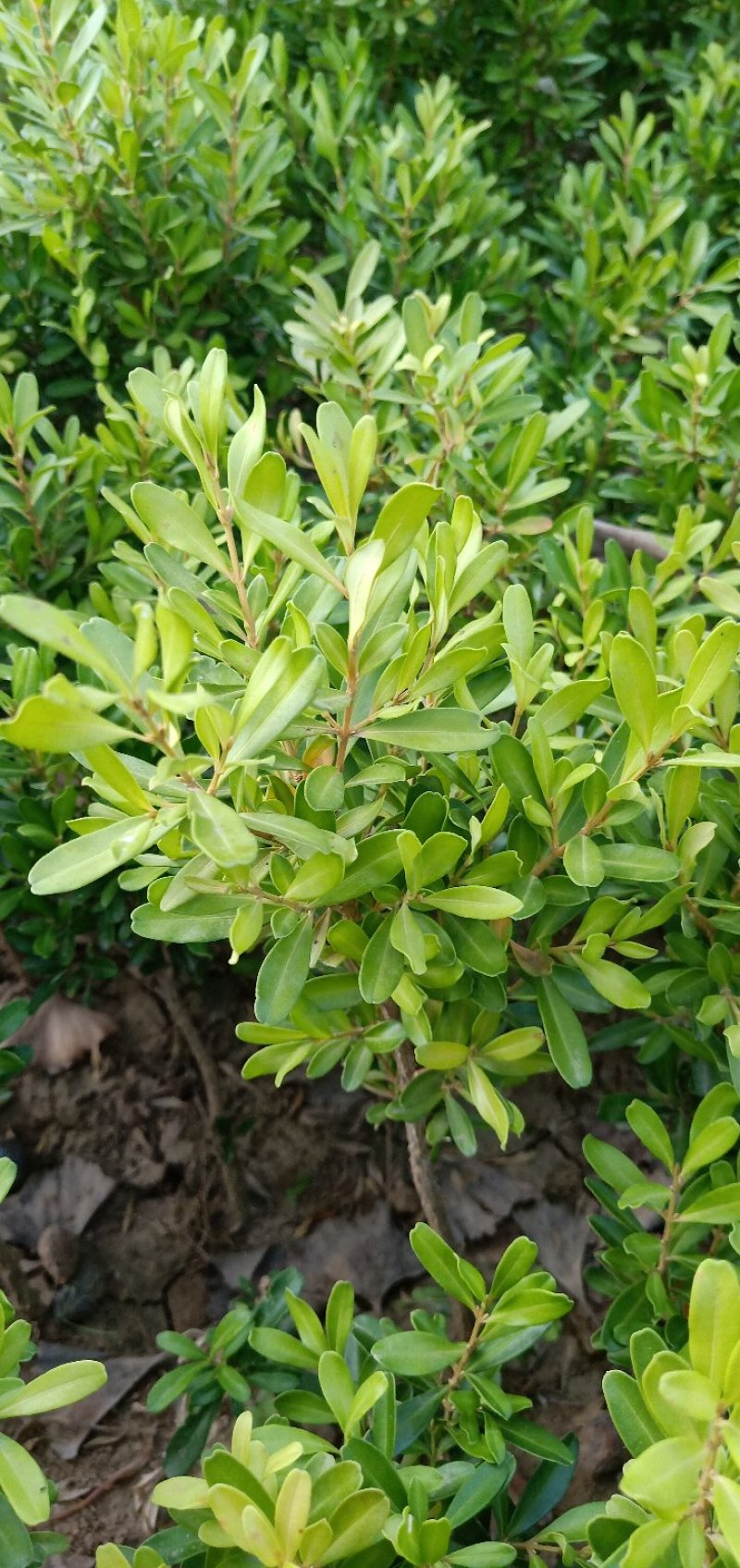 雀舌黄杨